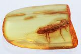 Detailed Fossil Spring Stonefly (Nemouridae) In Baltic Amber #372482-1
